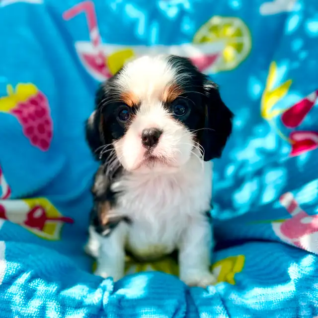 CKC Reg’d fully health tested Cavalier puppy in Dogs & Puppies for Rehoming in St. Albert - Image 3