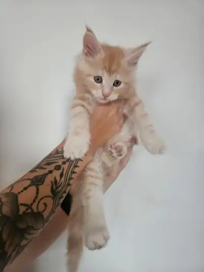 Chatons Maine Coon enregistrés TICA, View more