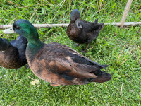 Bantam Ducklings