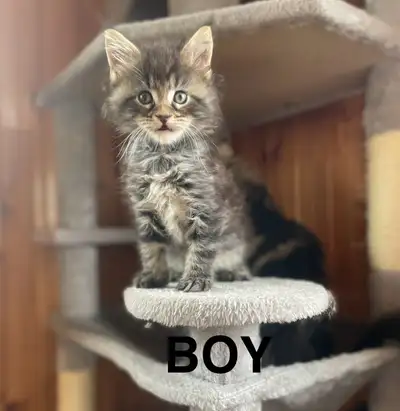 Maine Coon Kittens!, View more