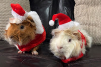 Buttercup And Cookie. Guinea Pigs Need New Foster/Perm Home