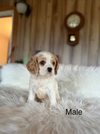 Cavalier King Charles Spaniel , View more