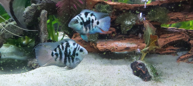 Baby blue polar parrot cichlids in Fish for Rehoming in Gatineau - Image 2