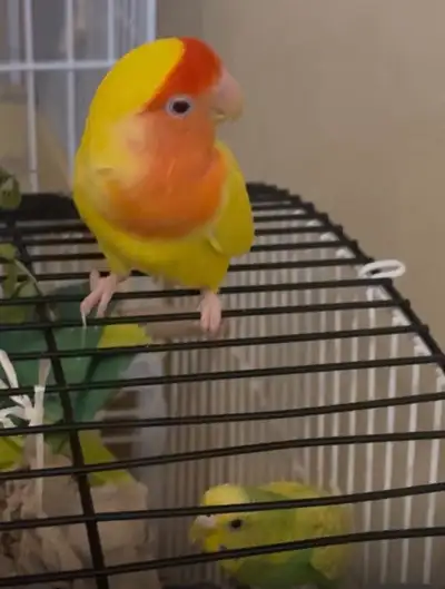 Sweet Bonded Lovebird & Budgie with 2 large cages, toys & food, View more
