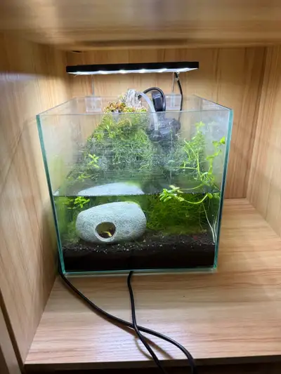 3 gallon planted tank with cherry shrimp, snails and a guppy. Includes overhead light and filter, li...