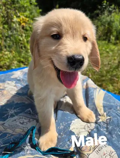 Golden Retrievers, View more