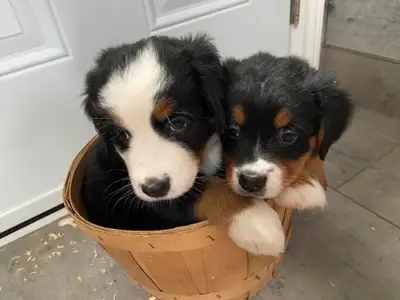 2 friendly 3/4 Bernese puppies still available from our family dogs. Grandma’s here too. Vet’s comin...
