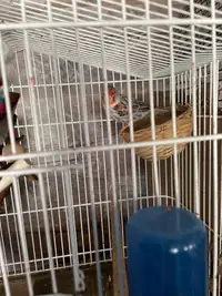 Serins canaris mosaïque mâle avec cage