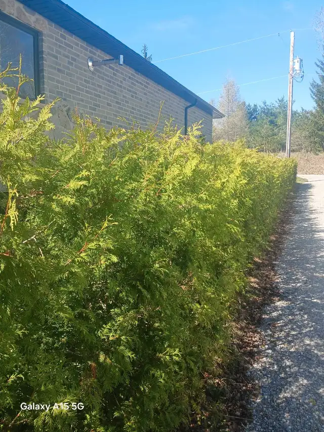 Cedar Trees - Delivered or Planted in Plants, Fertilizer & Soil in Sudbury - Image 3