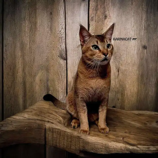 Caracat in Cats & Kittens for Rehoming in Laval / North Shore - Image 2