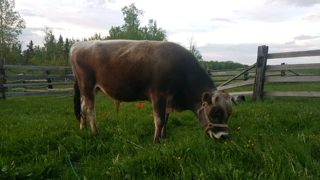 Purebred Jersey Bull (available for breeding) in Livestock in Whitehorse - Image 2