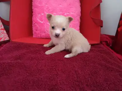 ❤️ VALENTYNE ENTERPRISE ❤️ CHIHUAHUA PUPS READY NOW 705-930-3541, View more