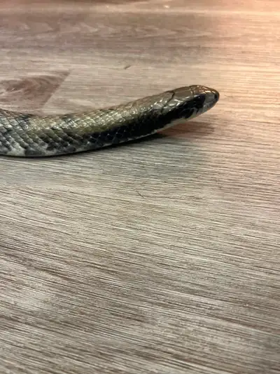 False water cobra, View more