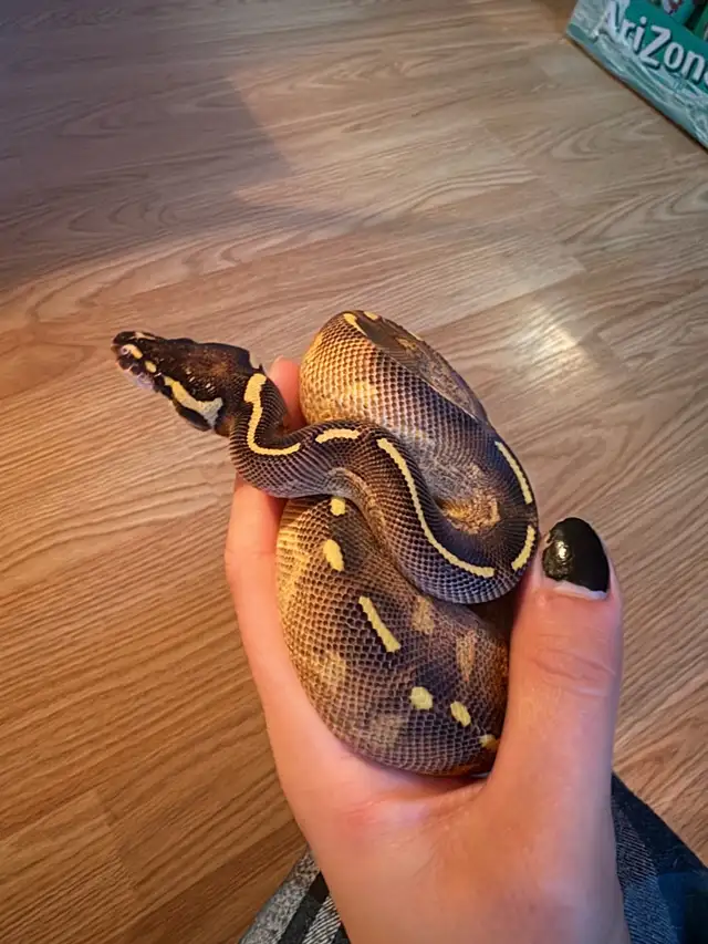 Beau & Buddies 64985469836162124