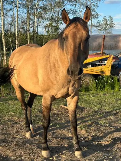 broke 7 YO grade QH mare, View more