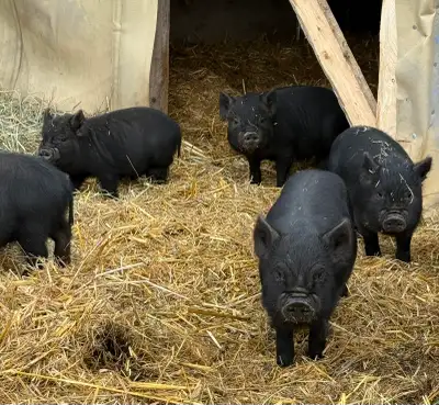 kunekune cross piglets, View more