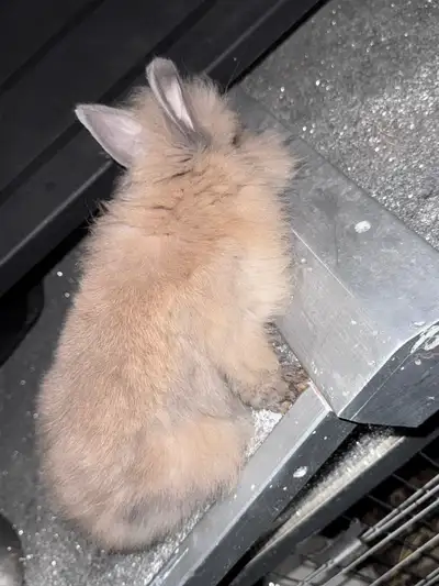 Lionhead Rabbit, View more