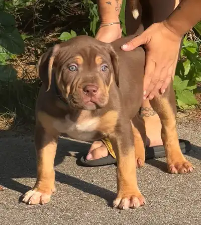 XL ABKC Reg. Bulldog Puppies – Elite Bloodlines & Family Raised!, View more