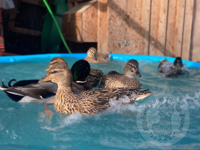 Call duck hatching eggs  in Livestock in Chilliwack - Image 3