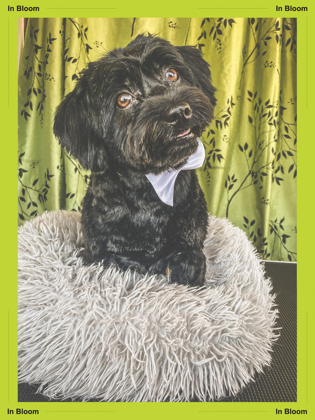 Dog Grooming in Animal & Pet Services in Calgary - Image 4