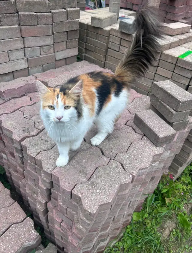 •KeyHole Pattern Unistone Paver ONLY $1 each • in Other in Owen Sound - Image 11