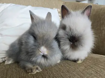 Lionhead bunnies, View more