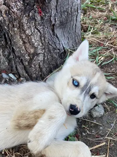 Chiot husky/alaskan, View more