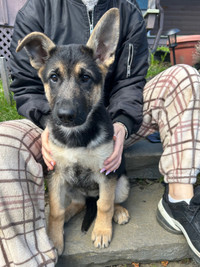 German Shepard Puppy! Pure race! Last one. Chiot Berger Allemand