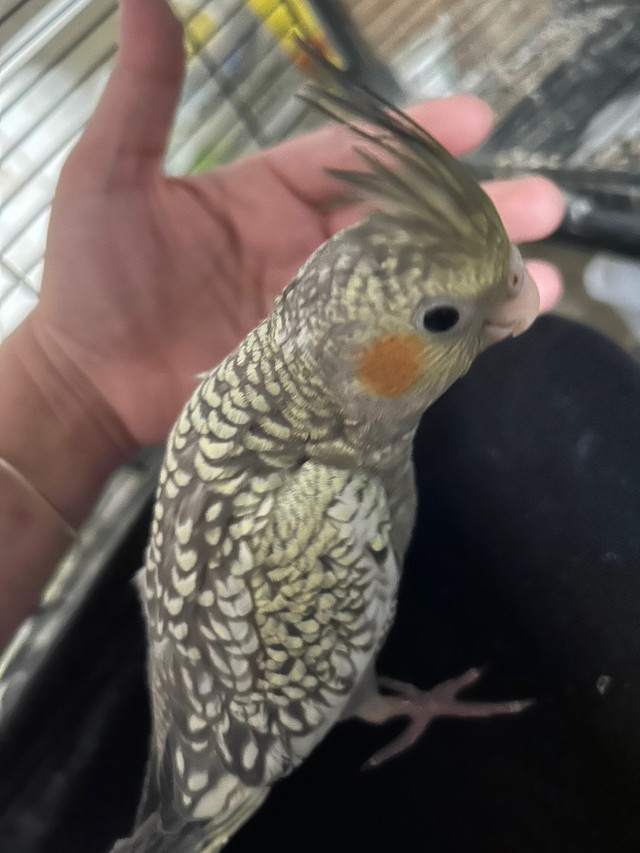 Cockatiels  in Birds for Rehoming in Winnipeg - Image 3