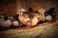 Chicks - Purebred Black Australorp Organic Raised Heritage Breed