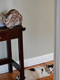 Bengal paired with an oreo cat. NEED A NEW HOME