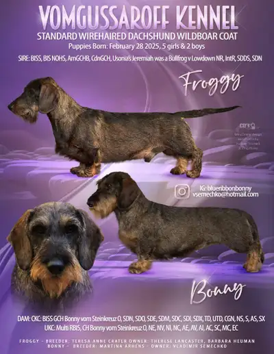 Standard Wire Hair Dachshund's Puppies. German working blood line. They can be sold as companions an...