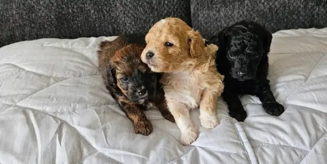 SHIHPOO PUPPIES    3 FEMALES LEFT in Dogs & Puppies for Rehoming in Barrie - Image 4