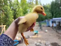Purebred Pekin ducklings