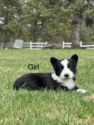 border collie/blue heeler, View more