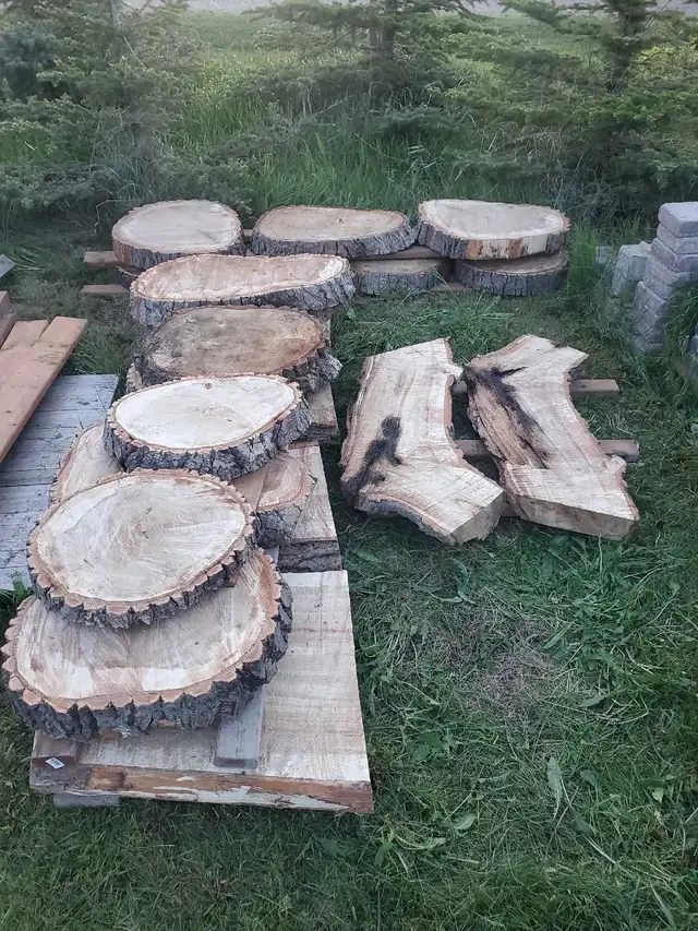 Medium & Large Raw Wood Cookie Slabs in Hobbies & Crafts in Regina - Image 6