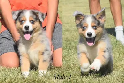 Australian shepherd puppies CKC registered, View more