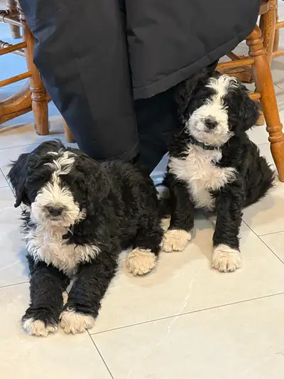 Adorable F1 Bernedoodle puppies, View more