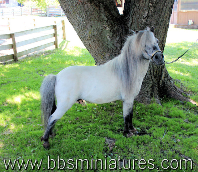 Étalon miniature de qualité et enregistrés dans Chevaux et poneys à adopter  à Ville de Québec - Image 4