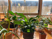 Indoor Flowers: Peace Lily, Aloes and Mexico Mint