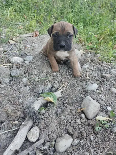 CANE CORSO PUPS, View more