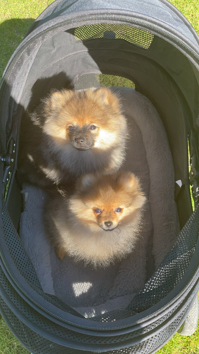 CKC Pomeranian Puppies  in Dogs & Puppies for Rehoming in Burnaby/New Westminster - Image 2