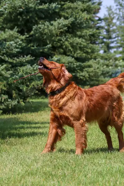 Gorgeous Dark Red Golden Retriever Puppies, View more