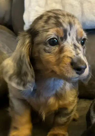 Miniature Dachshund, View more