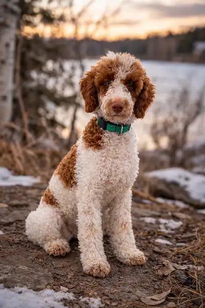 Moyen Poodle, View more