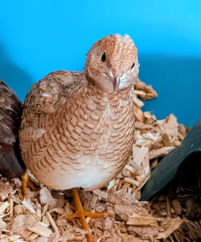 Baby Button Quail!!!, View more