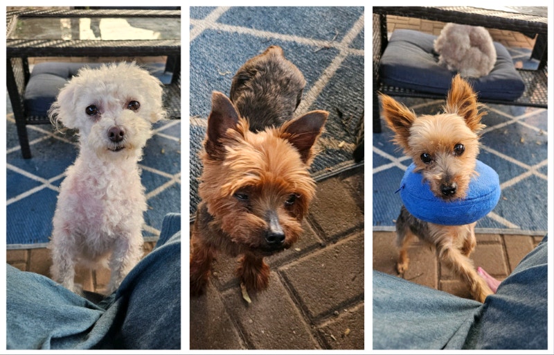 3 little dogs must be rehomed Dogs & Puppies for Rehoming Oshawa