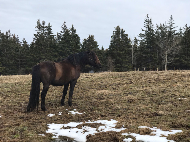 Half Canadian stud colt. 1/4 Connemara.1/4 Thoroughbred. in Horses & Ponies for Rehoming in Annapolis Valley - Image 4