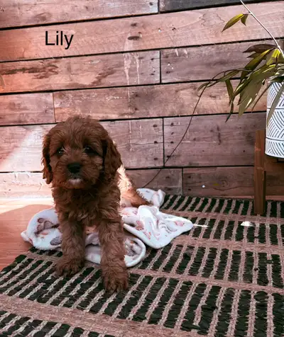 Five adorable Cavapoo puppies..! All females. They were born February 10. These puppies are family r...