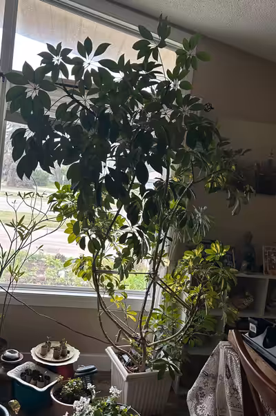 Mature Schefflera arboricola in a large square pot. Multiple stems and full foliage. Great houseplan...